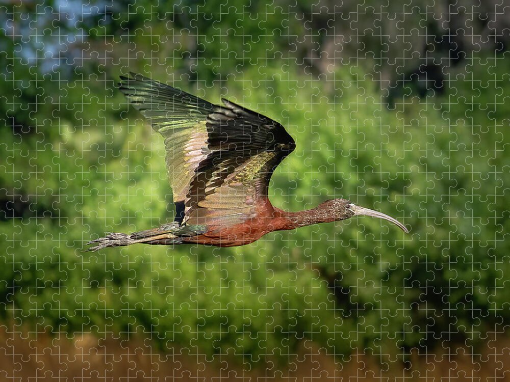 Ibis Jigsaw Puzzle featuring the photograph Glossy Ibis in Fight at Sunset by Mark Andrew Thomas