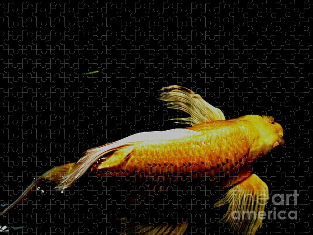 Gold Koi Photograph Jigsaw Puzzle featuring the photograph Gold Koi Against the Darkness by Expressions By Stephanie