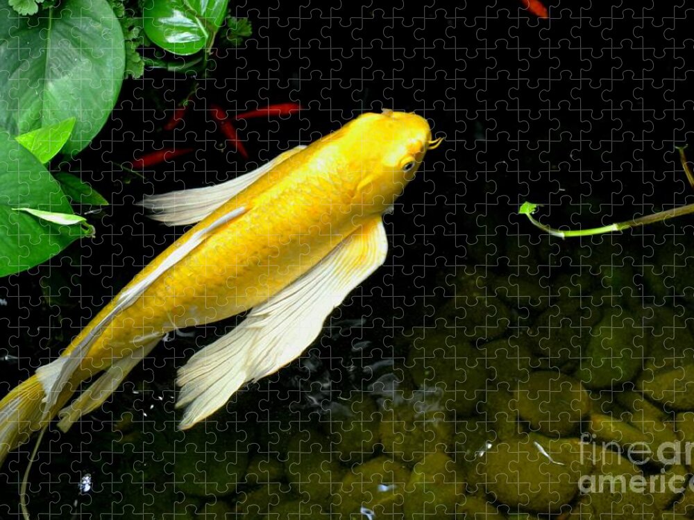 Gold Koi Fish Photograph Jigsaw Puzzle featuring the photograph Gold Koi Fish by Expressions By Stephanie
