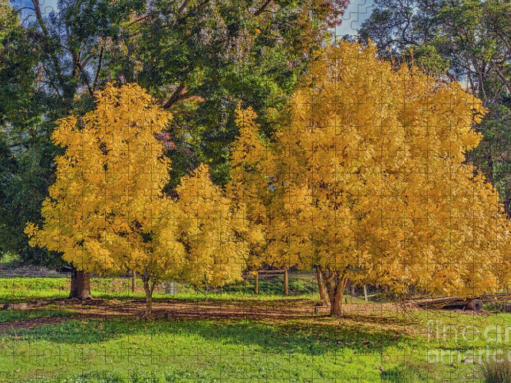 Tree Jigsaw Puzzle featuring the photograph Golden Ash Trees #2 by Elaine Teague