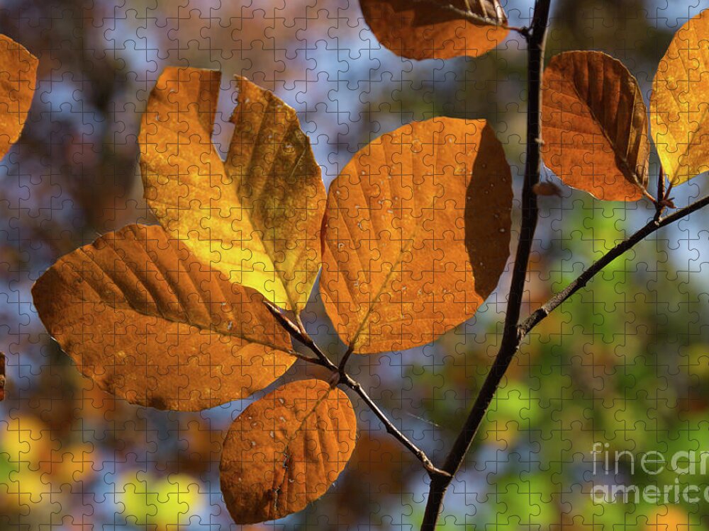 Leaves Jigsaw Puzzle featuring the photograph Golden brown leaves by Adriana Mueller