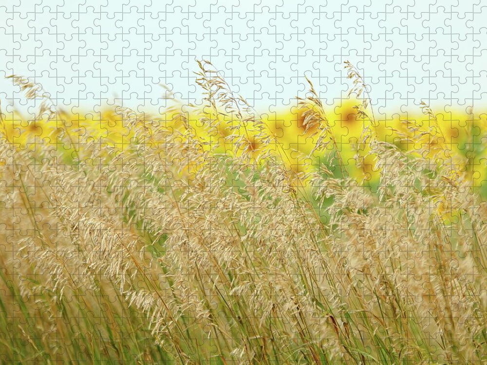 Sunflower Jigsaw Puzzle featuring the photograph Golden Horizon by Lens Art Photography By Larry Trager