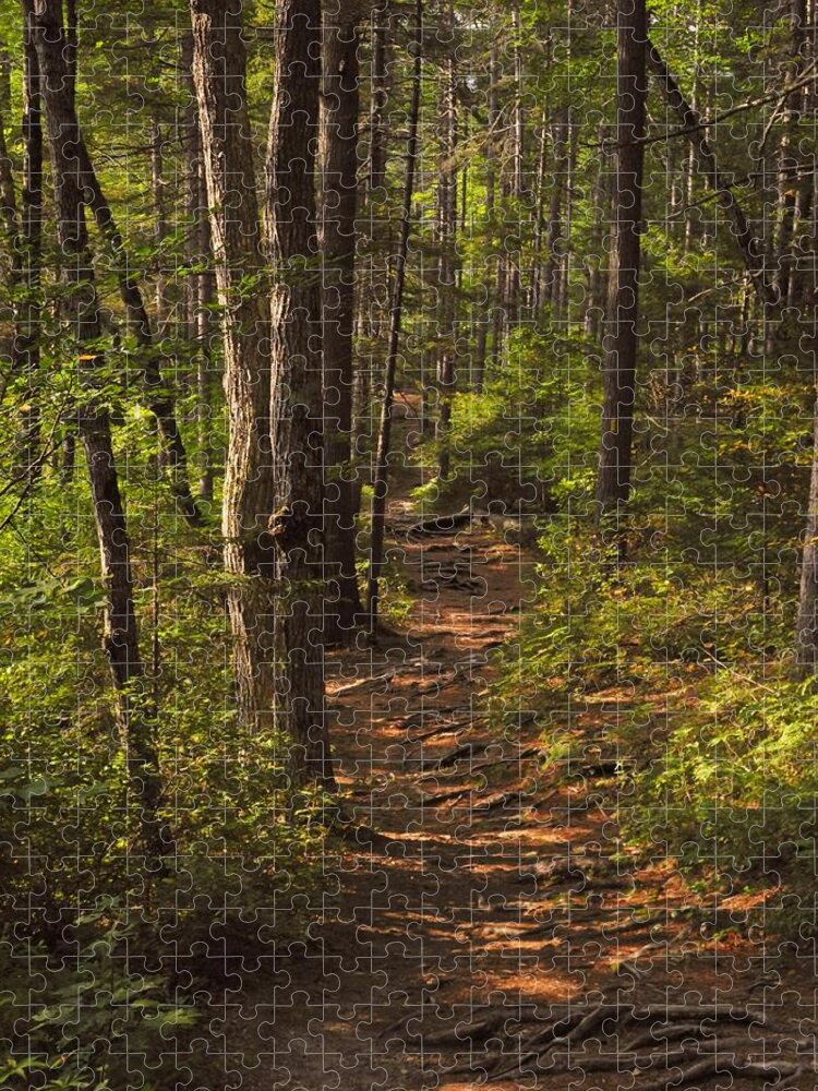Landscape Jigsaw Puzzle featuring the photograph Golden Hour on the Forest Path by Lynda Lehmann