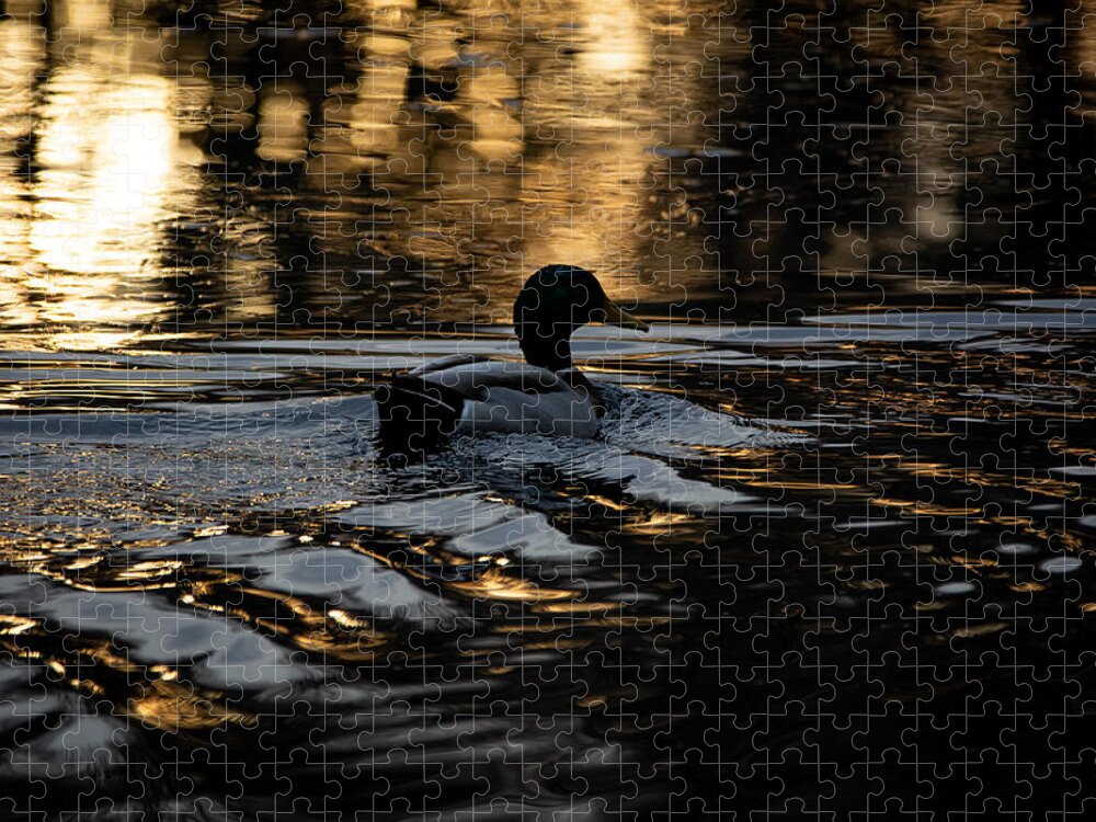 Duck Jigsaw Puzzle featuring the photograph Golden Hour Swim by Linda Bonaccorsi