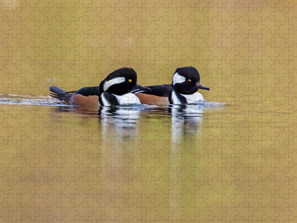 America Jigsaw Puzzle featuring the photograph Golden Mergansers by Mircea Costina Photography
