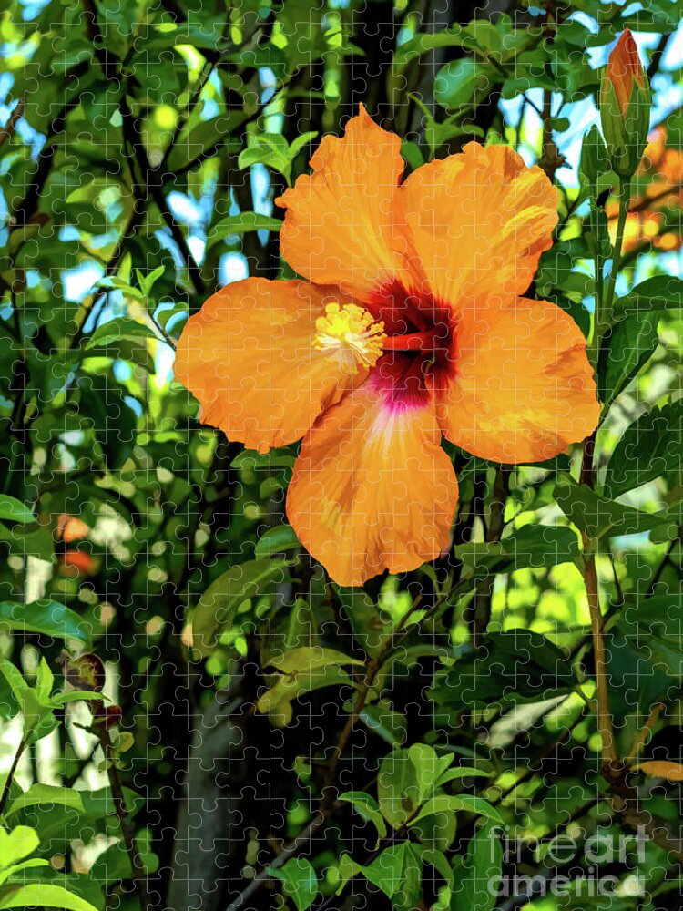 Gardens Jigsaw Puzzle featuring the photograph Golden Sunset Hibiscus Flower by Roslyn Wilkins