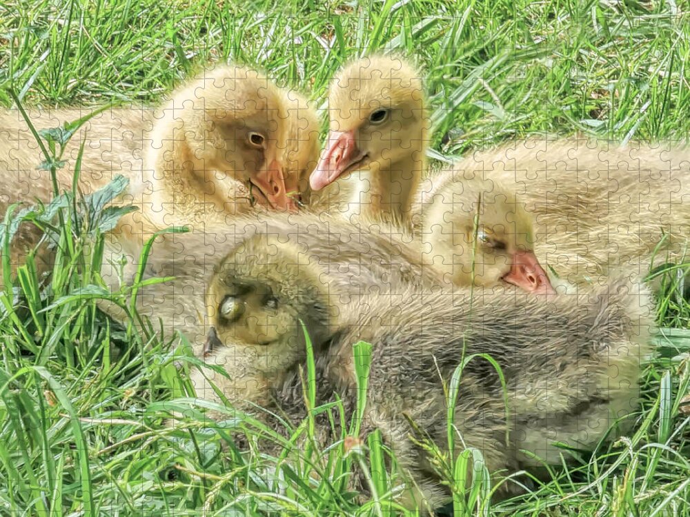 Gosling. Goose Jigsaw Puzzle featuring the photograph Goslings in a Grassy Field by Susan Hope Finley