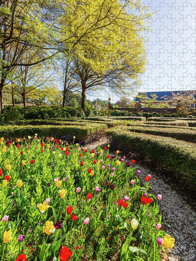 Tulips Jigsaw Puzzle featuring the photograph Governor's Gardens by Rachel Morrison