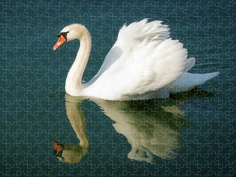 Swan Jigsaw Puzzle featuring the photograph Graceful white swan floating by Tatiana Travelways