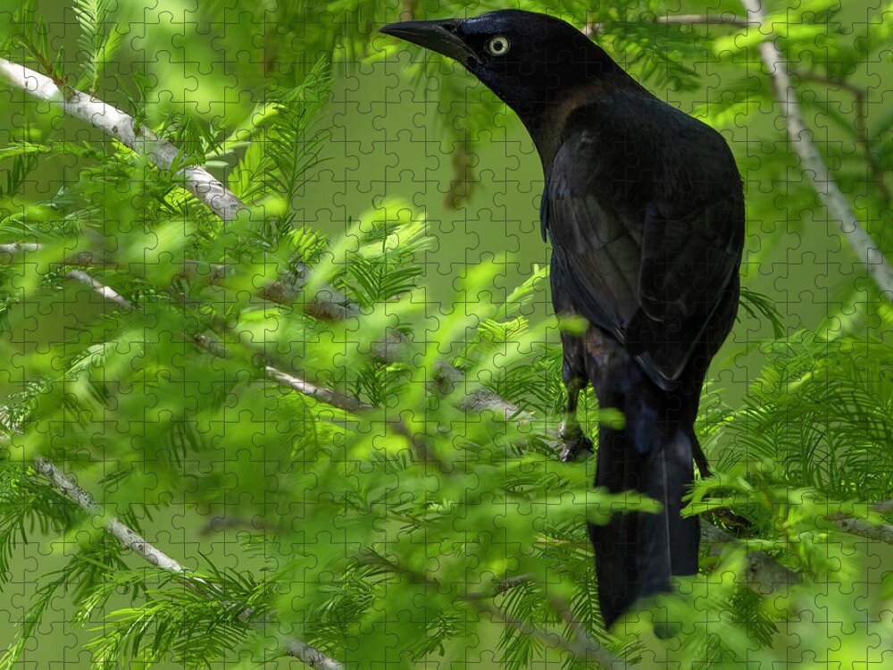 Backyard Jigsaw Puzzle featuring the photograph Grackle Bird by Larry Marshall