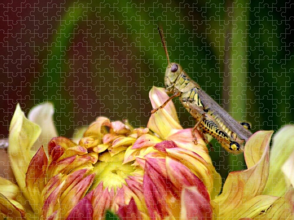 Grasshopper Jigsaw Puzzle featuring the photograph Grasshopper Love The Flowers by LaDonna McCray