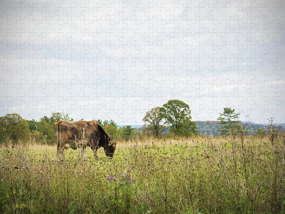 Cow Jigsaw Puzzle featuring the photograph Grazing Cow in the Pasture by Angie Tirado