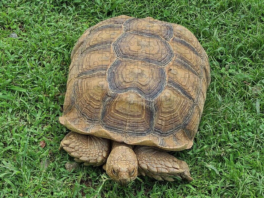Tortoise Turtle Grass Jigsaw Puzzle featuring the photograph Grazing Tortoise by Elena Pratt