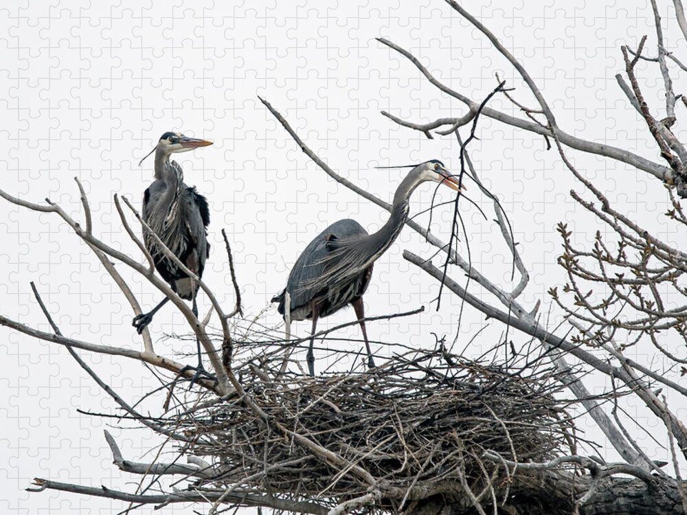 Stillwater Wildlife Refuge Jigsaw Puzzle featuring the photograph Great Blue Heron 12 by Rick Mosher