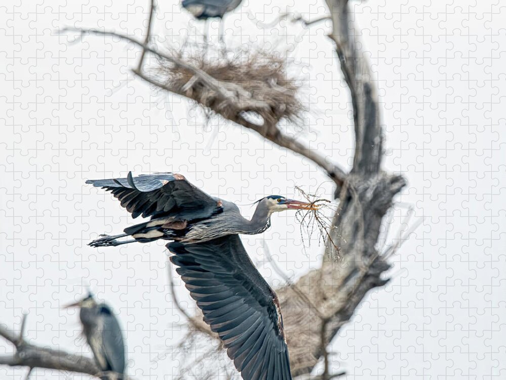 Stillwater Wildlife Refuge Jigsaw Puzzle featuring the photograph Great Blue Heron 5 by Rick Mosher