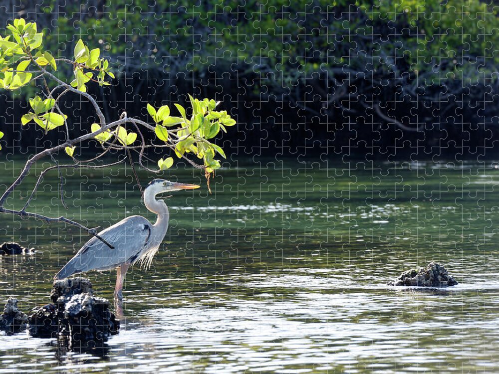 Republic Of Ecuador Jigsaw Puzzle featuring the photograph Great Blue Heron, Ardea herodias, Elizabeth Bay, Isabela Island, Galapagos Islands, Ecuador by Kevin Oke