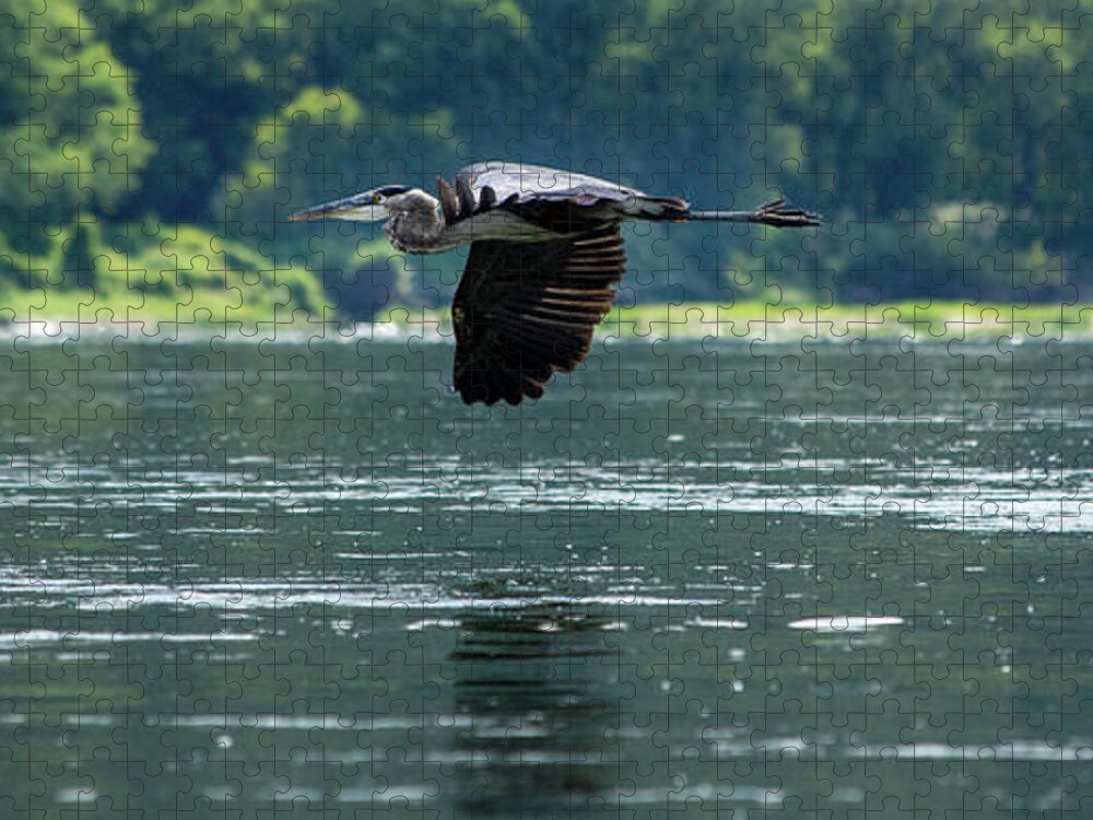 Great Blue Heron Jigsaw Puzzle featuring the photograph Great Blue Heron Flying by Crystal Wightman