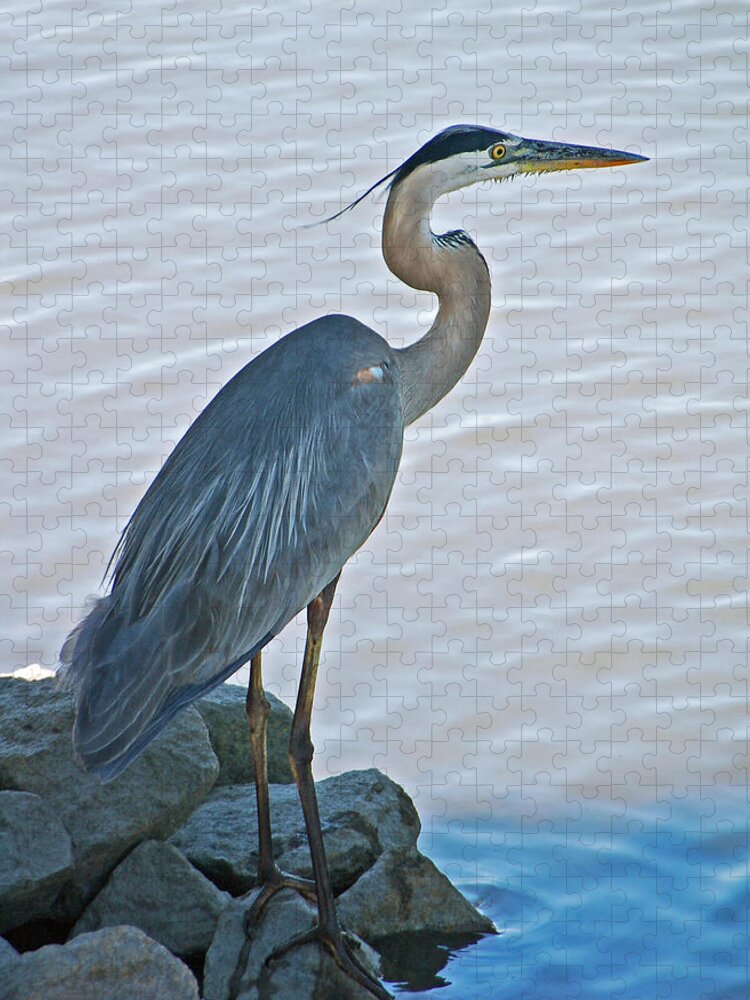 Great Blue Heron Jigsaw Puzzle featuring the photograph Great Blue Heron Portrait by Suzanne Gaff