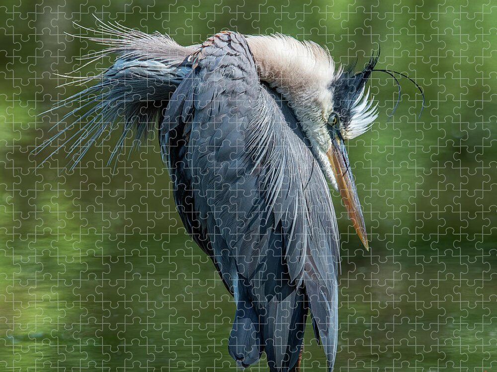 Nature Jigsaw Puzzle featuring the photograph Great Blue Heron Preening DMSB0155 by Gerry Gantt