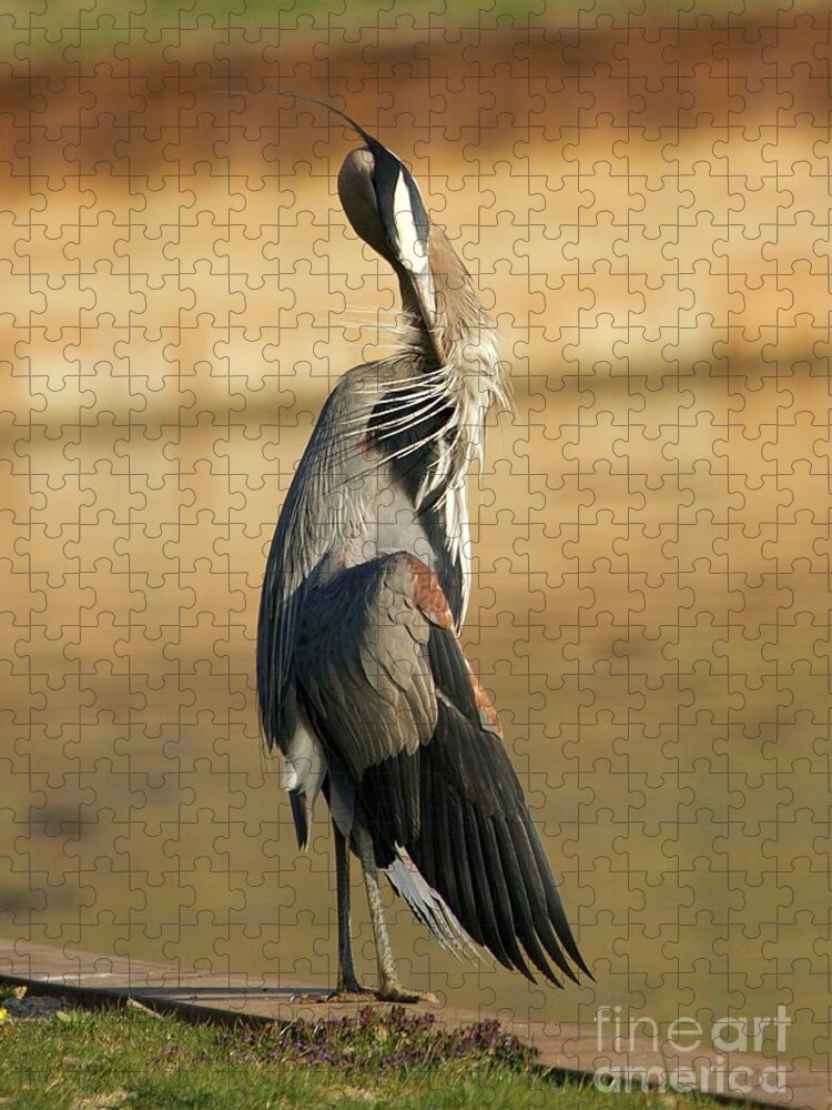 Great Blue Heron Jigsaw Puzzle featuring the photograph Great Blue Heron Preening by Yvonne M Smith