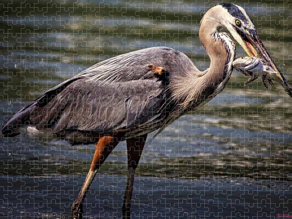 Bird Jigsaw Puzzle featuring the photograph Great Blue Heron by Rene Vasquez