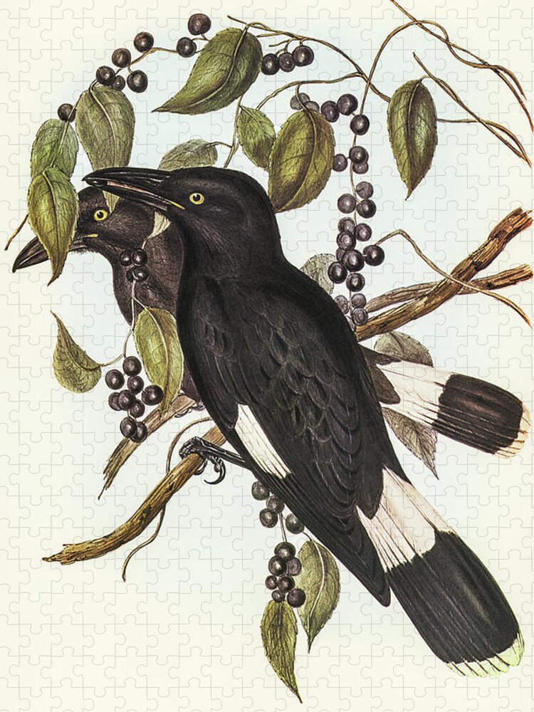Great Crow-shrike Jigsaw Puzzle featuring the drawing Great Crow-Shrike, Strepera graculina by John Gould