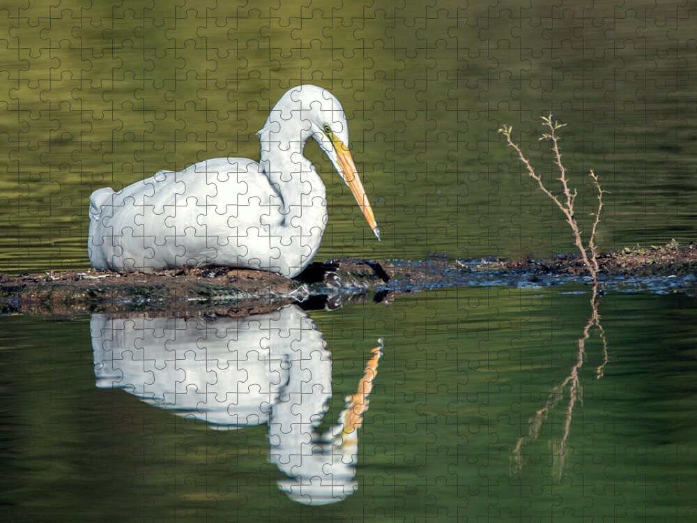 Great Egret Jigsaw Puzzle featuring the photograph Great Egret 0336-102521-2 by Tam Ryan