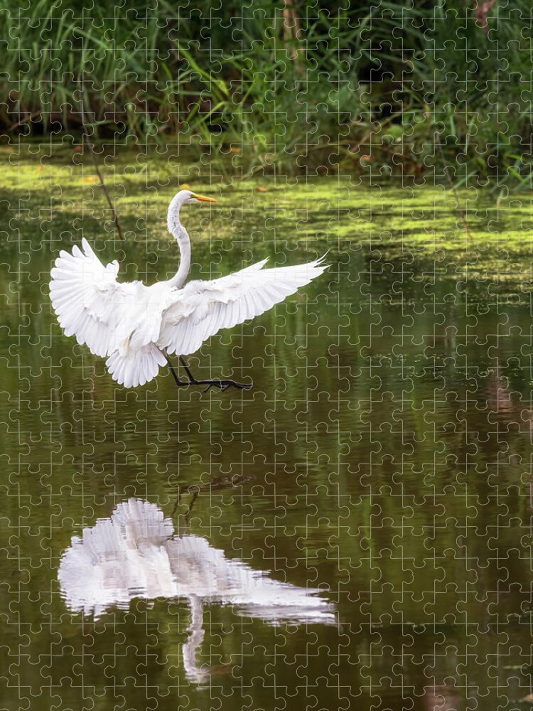 Bird Jigsaw Puzzle featuring the photograph Great Egret Landing - Crab Orchard Lake by Susan Rissi Tregoning