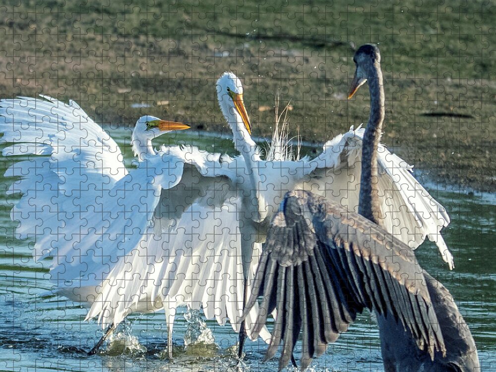 Great Egrets Jigsaw Puzzle featuring the photograph Great Egrets and Great Blue Heron Face-off 2718-070821-2 by Tam Ryan