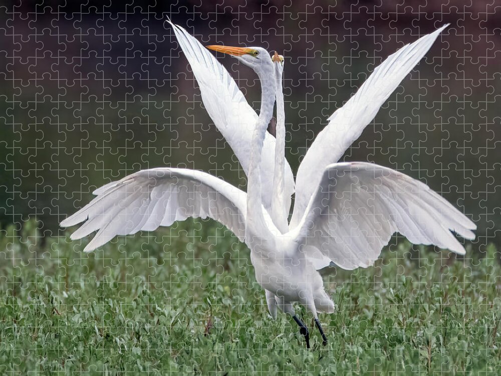 Great Egrets Jigsaw Puzzle featuring the photograph Great Egrets Chase 4106-071921-2 by Tam Ryan