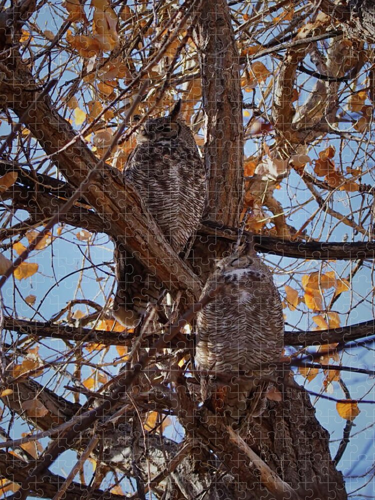 Birds Jigsaw Puzzle featuring the photograph Great Horned Owls by Ernest Echols