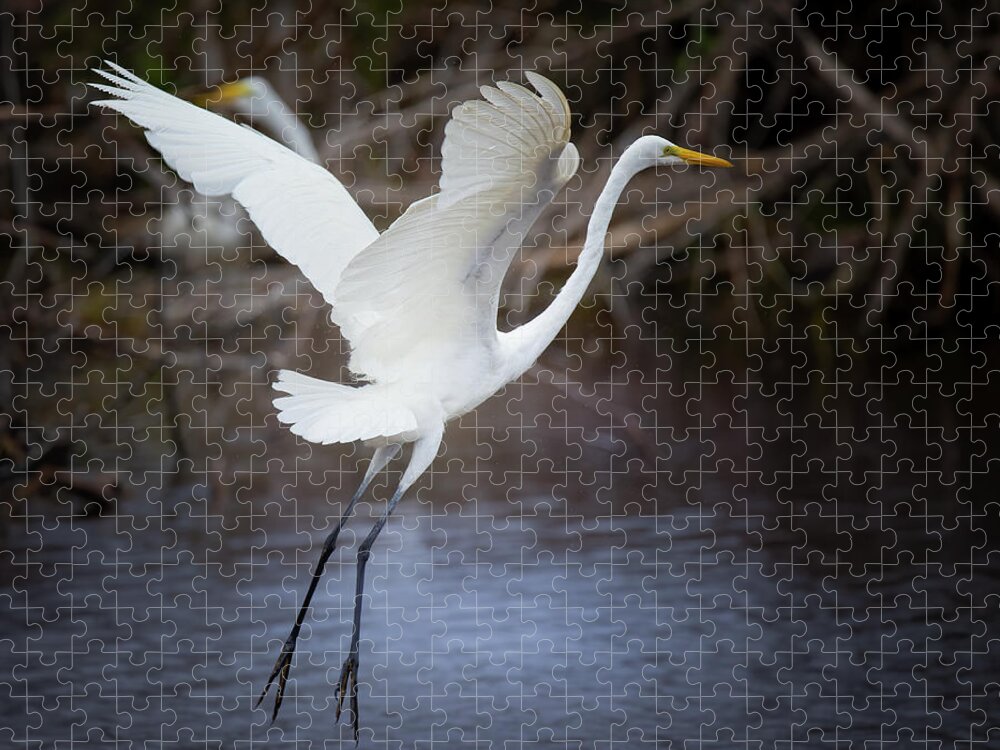 Great White Egret Jigsaw Puzzle featuring the photograph Great White Egret Lift Off by Mark Andrew Thomas
