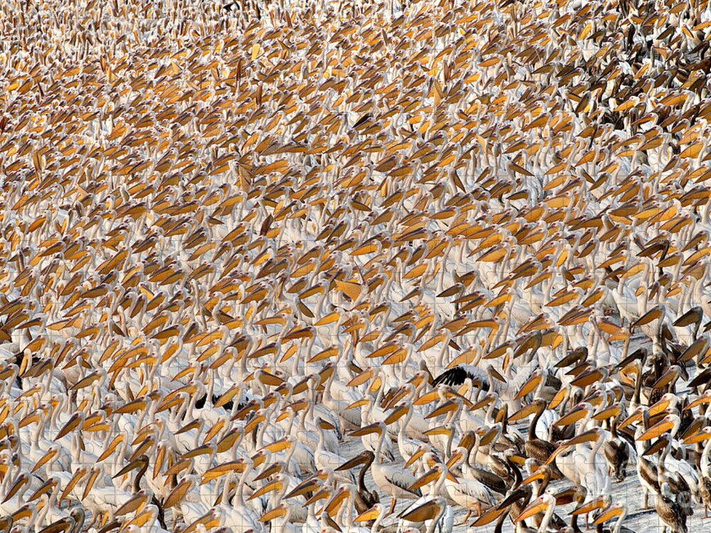 80167589 Jigsaw Puzzle featuring the photograph Great White Pelican Flock by Yossi Eshbol