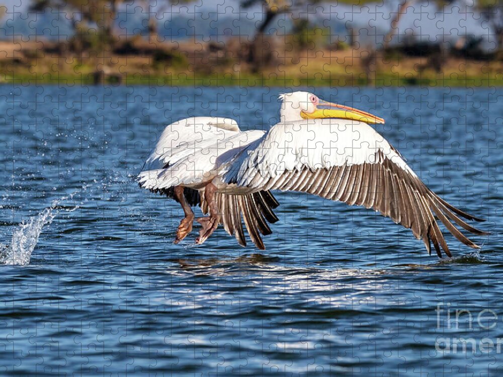 Pelican Jigsaw Puzzle featuring the photograph Great white pelican, Pelicanus Onocrotatus, takes off from the b by Jane Rix
