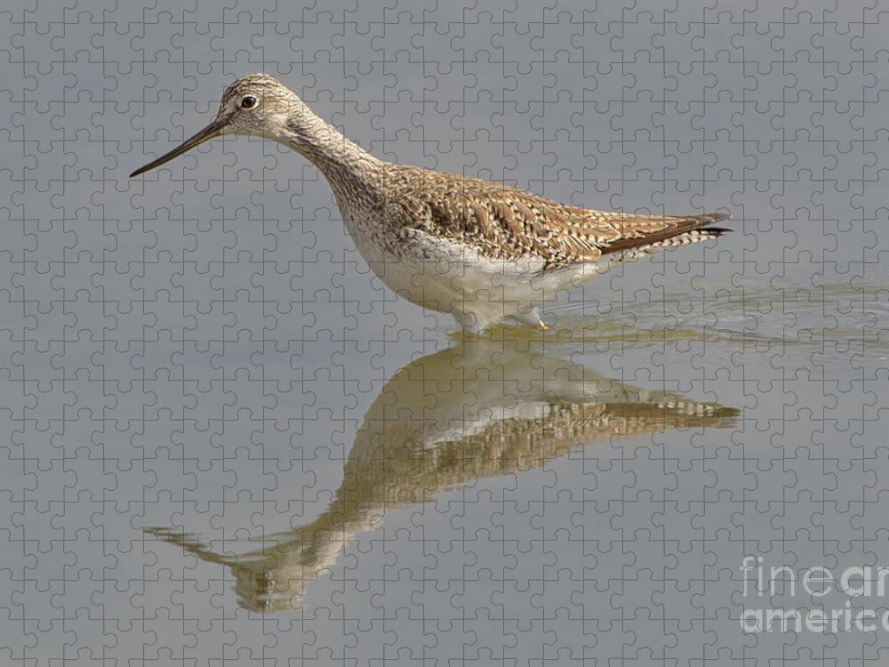 Greater Yellowlegs Jigsaw Puzzle featuring the photograph Greater Yellowlegs Wading in a Wetland by Nancy Gleason