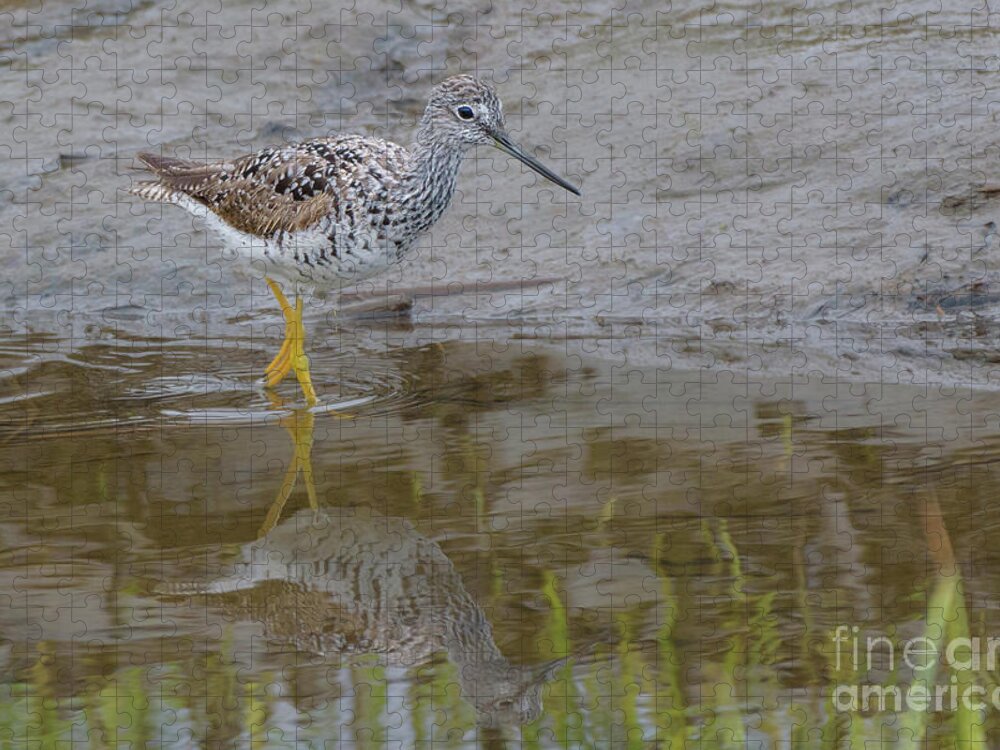 Greater Yellowlegs Jigsaw Puzzle featuring the photograph Greater Yellowlegs Wading in Skagit River Delta #1 by Nancy Gleason
