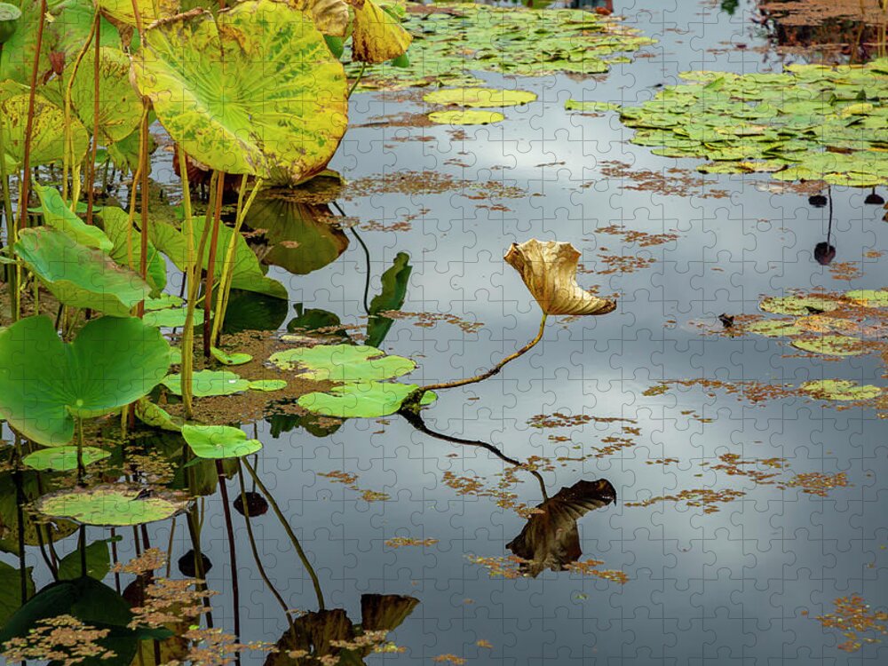 Pond Plants Jigsaw Puzzle featuring the photograph Green and Gold Pond Plants by Cate Franklyn