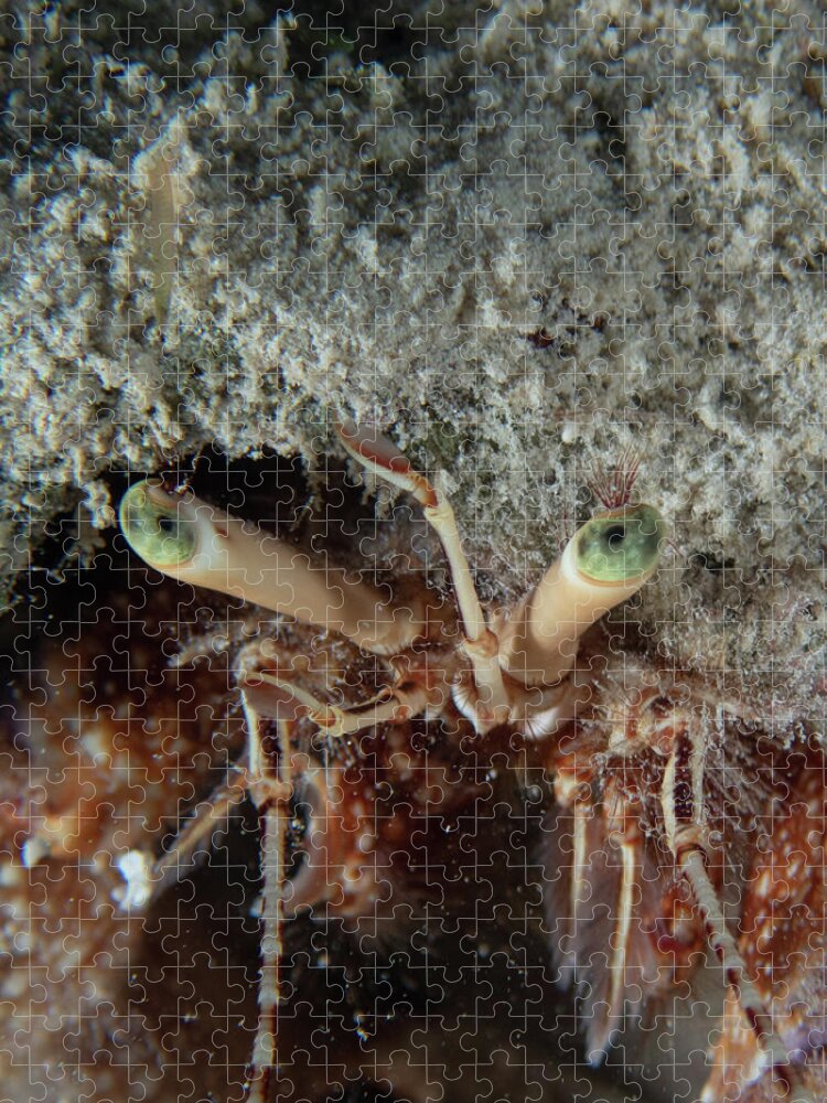 Hermit Crab Jigsaw Puzzle featuring the photograph Green-eyed hermit crab by Brian Weber
