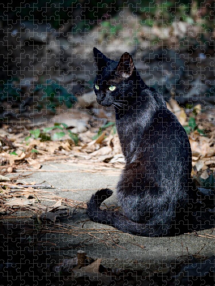 Cat Jigsaw Puzzle featuring the photograph Green Eyes by DArcy Evans