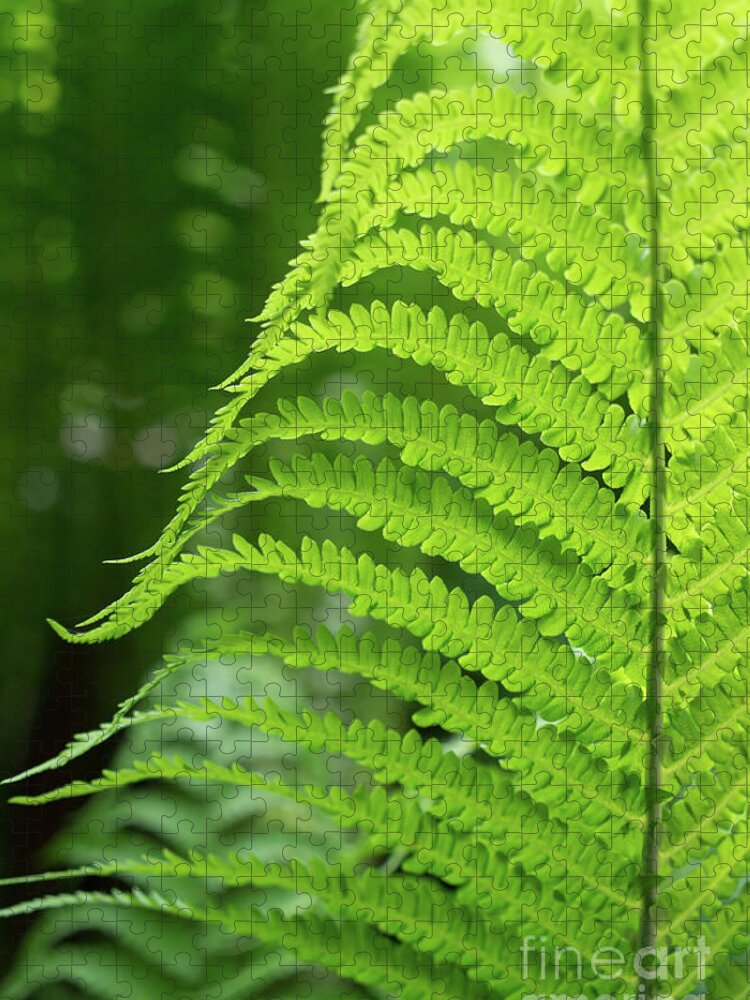 Fern Jigsaw Puzzle featuring the photograph Green fern and summer dream in the forest by Adriana Mueller