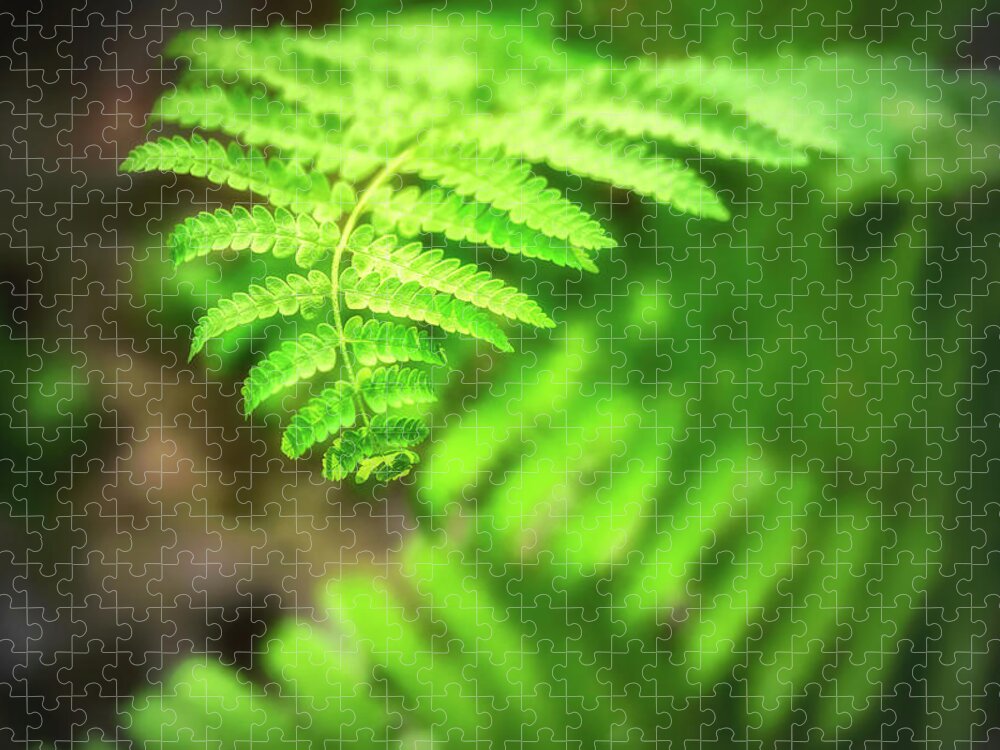 Green Jigsaw Puzzle featuring the photograph Green Fern by Marianne Campolongo