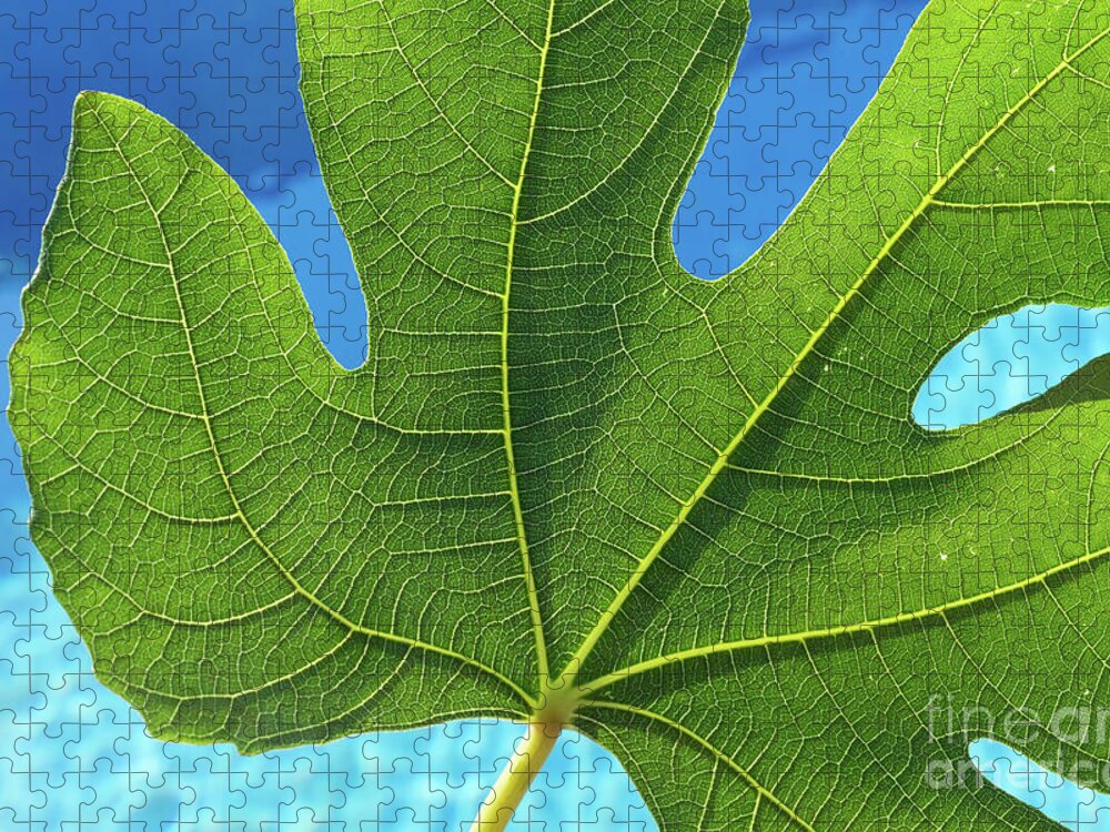 Fig Leaf Jigsaw Puzzle featuring the photograph Green fig leaf and blue water by Adriana Mueller