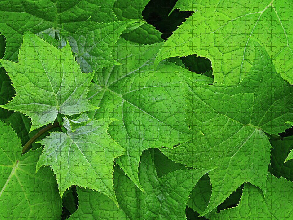 Maple Jigsaw Puzzle featuring the photograph Green maple leaves by Bernhard Schaffer
