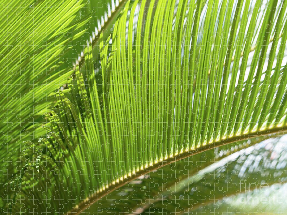Palm Fern Jigsaw Puzzle featuring the photograph Green palm fern and Mediterranean sunlight by Adriana Mueller