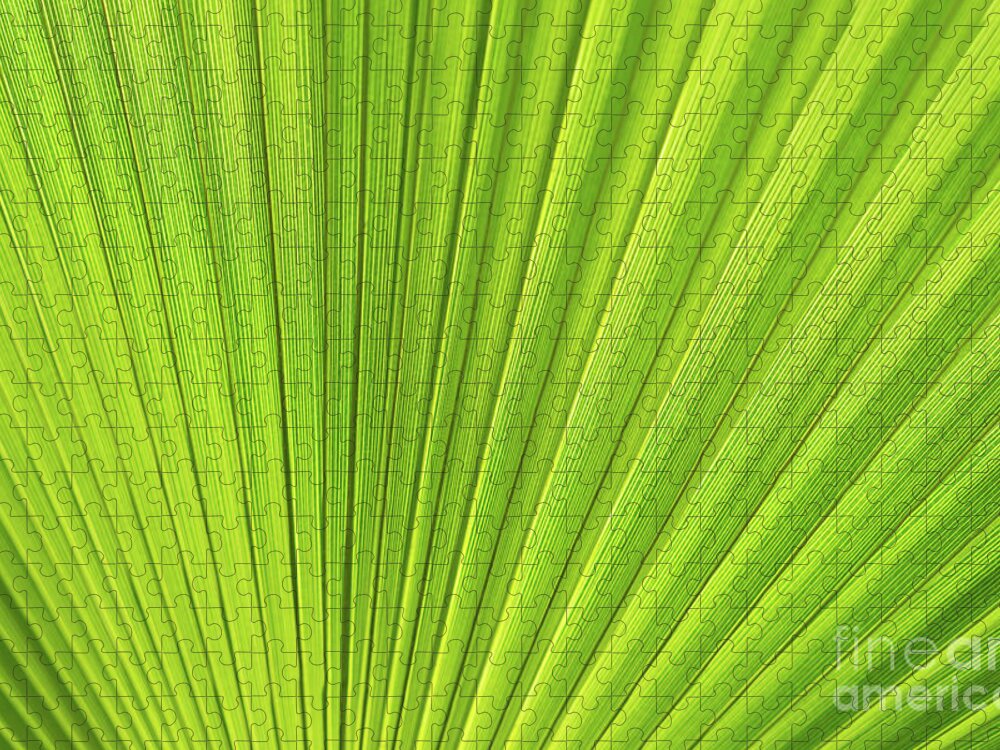 Palm Leaf Jigsaw Puzzle featuring the photograph Green palm leaf and mediterranean sunlight by Adriana Mueller