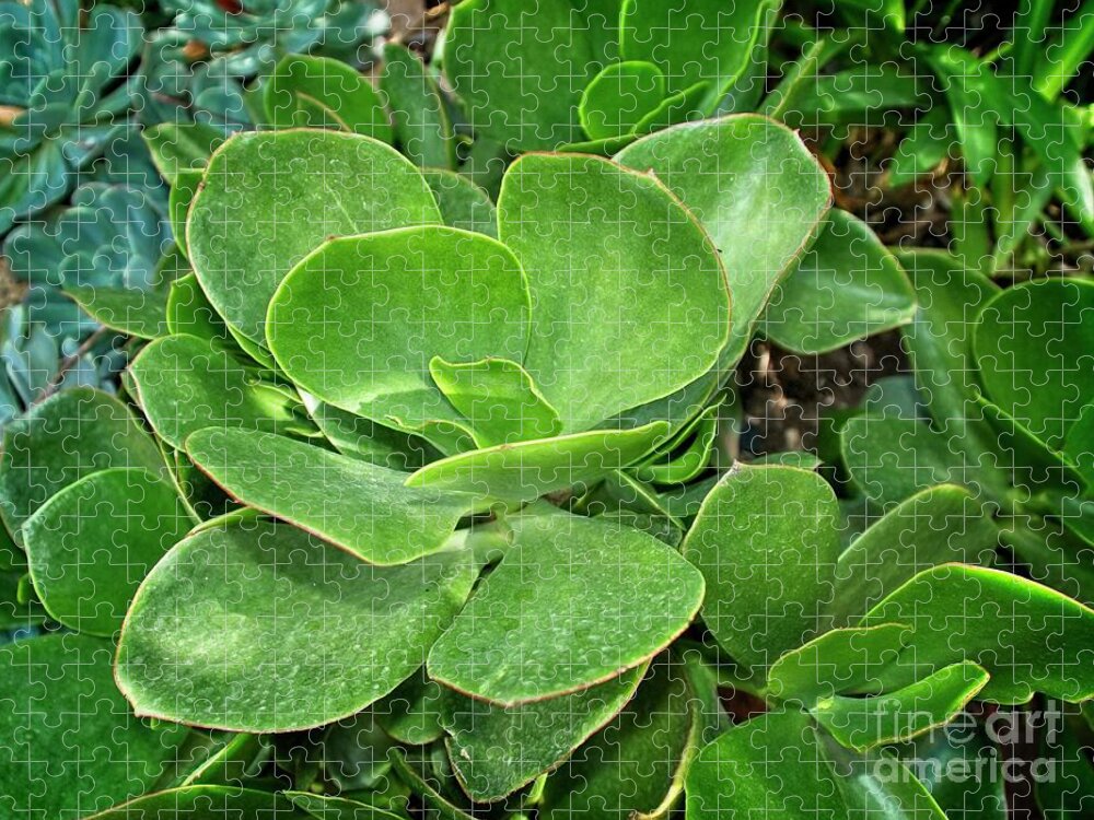 Succulent Jigsaw Puzzle featuring the photograph Green succulent by Fran Woods