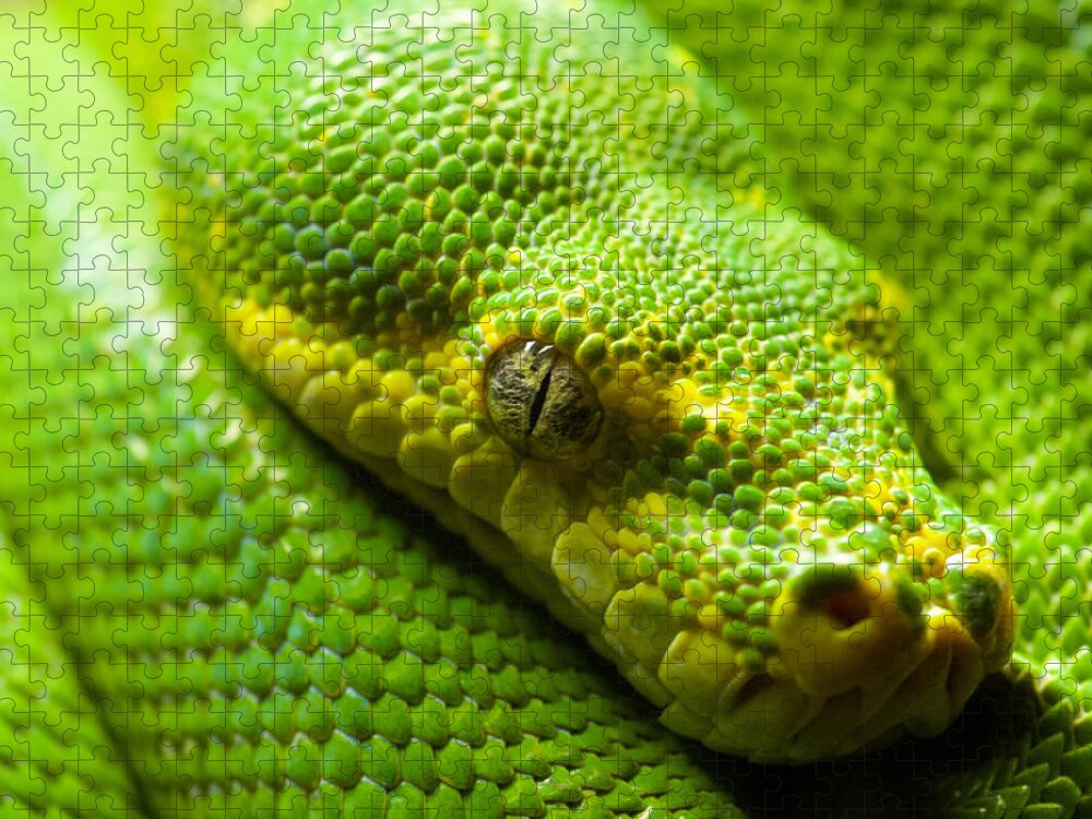 Green Tree Python Jigsaw Puzzle featuring the digital art Green tree python by Geir Rosset