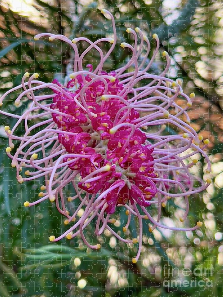 Grevillea Jigsaw Puzzle featuring the photograph Grevillea by Sheila Smart Fine Art Photography