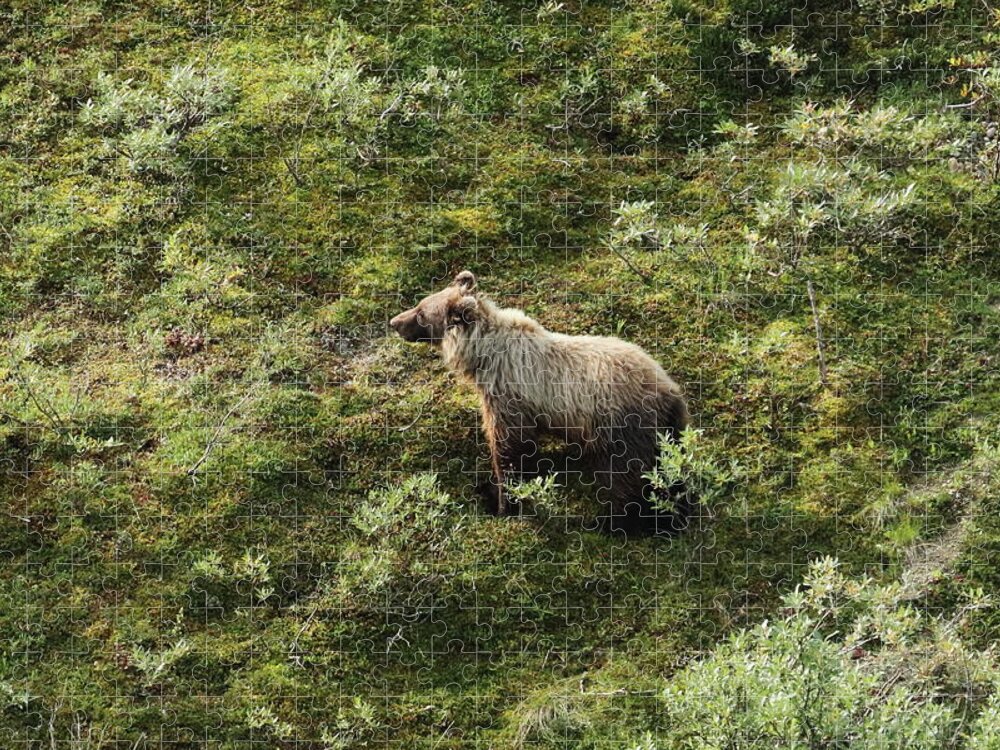 Grizzly Bear Jigsaw Puzzle featuring the photograph Grizzly Bear 9332 by John Moyer