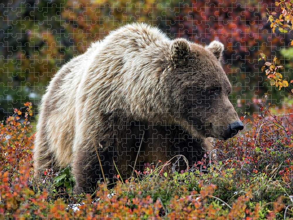 Grizzly Jigsaw Puzzle featuring the photograph Grizzly bear in Denali national park - Alaska by Olivier Parent